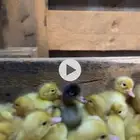 صيصان بط بكيني
