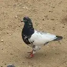 باكستاني تيدي