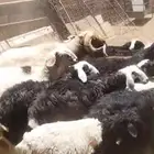 شياه هجين بربري نجدي