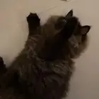 قطط