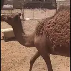 بكره طيبه للبيع