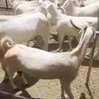 غنم ماعز بيشيات