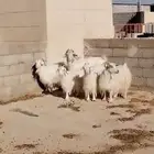 ماعز رحبي
