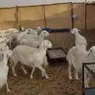 ضان حرش من غنم الطايف