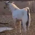 تيس بيشي فاخر فحل