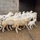 ضان مقاني