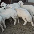 خرفان بريه