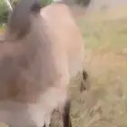 ثور يضرب ع مسؤليتي الموقع القحمه ع السوم