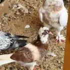 طبات قطايف توووب مشاء الله