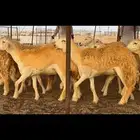 رخال حرية صنف ضغط عالي
