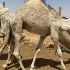 للبيع حوار لباني