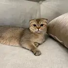 للبيع قطتين سكوتش فولد قولد و شيرزاي امريكي