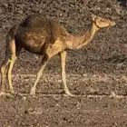 بكار حمر دهم