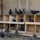 حمام قطيفي