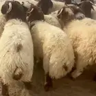 طليان نعيم جبره