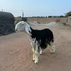 فحل نجدي مشروط
