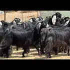 معزا عوارض مراح واحد صنف الصنف