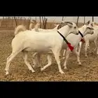 جفار برص نخبة النخبة