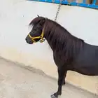 سيسي فحل لون ملكي
