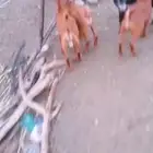 النوع  بهم يمتصون 3 ذكور واحده انثى العمر  لا 4