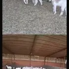 طليان مهجنة و تيوس