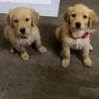 Golden retriever puppy