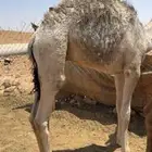 حوار للبيع