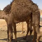 للبيع قعدان شمال الرياض
