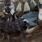 بط مسكوفي درجه اولى حجم ونضافه
