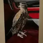 احتاج دعمكم رسامة حسب الطلب