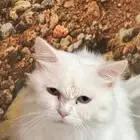 مدينة الملك خالد العسكريه حفر الباطن