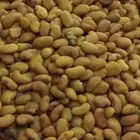 بذر برسيم بلدي معمر