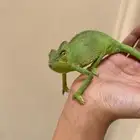 حرباء سحليه