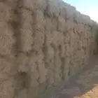 برسيم صافي تبوك
