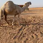 قعود باتلي على بعير متعب العقيلي