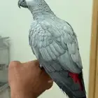 كاسكو متكلم أليف