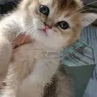 قطه سكوتش ستريت