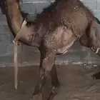 مفروده قصب البيع سمح