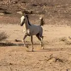 حصان للبيع
