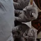 جده