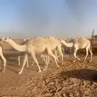حشو قصب