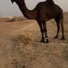 للبيع فحل مجهم