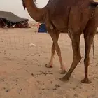 خلفة مصغر حمراء دم