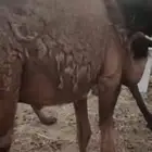 للبيع قعود قصب مغلق