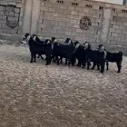 معزا طيبة للبيع