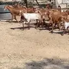 النوع   تيوس ذكور الصحة  ممتازه العمر