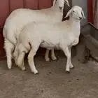خروف ورخل كفو الى خشومها