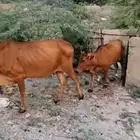 النوع بقر مراح واحد بفحلها الصحه شرط العمر