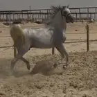 حصان شعبي جزيري للبيع