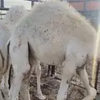 قعدان لبانية ثلاثة بريات نظيفة